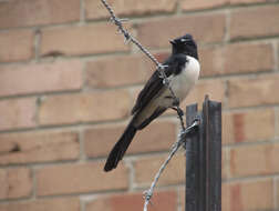 Image of Willie Wagtail