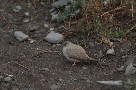 Image of Bare-eyed Ground-Dove