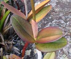 Image of Cattleya elongata Barb. Rodr.