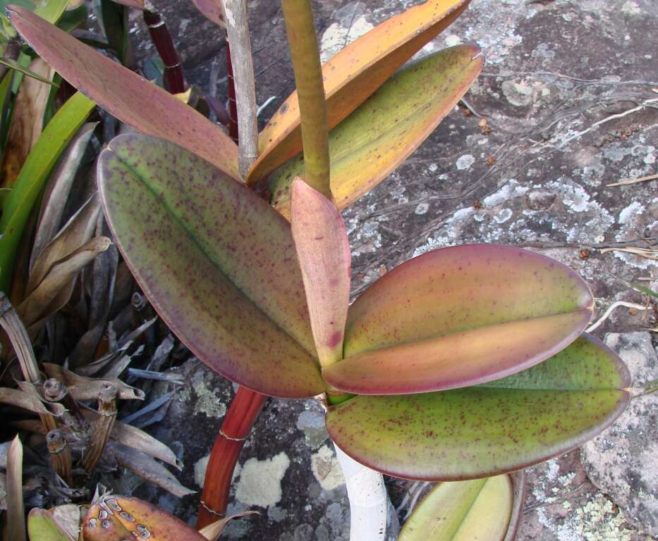 Image of Cattleya elongata Barb. Rodr.