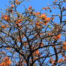 Imagem de Erythrina velutina Willd.