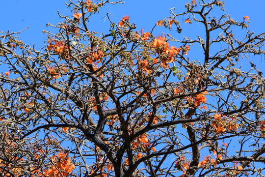 Imagem de Erythrina velutina Willd.