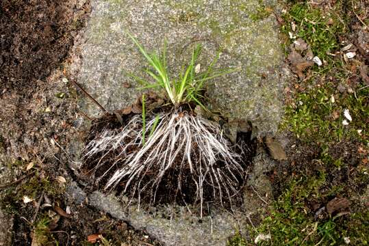 Image of Annual Meadow Grass