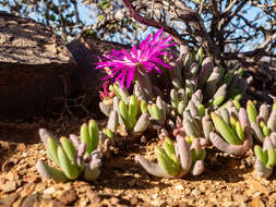 Слика од Cephalophyllum curtophyllum (L. Bol.) Schwant.