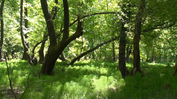 Image of Oriental Sweetgum