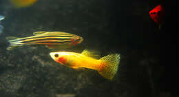 Image of Danio