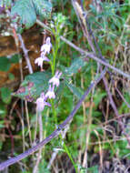 Image of Lobelia urens L.