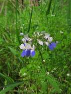 Image of spring blue eyed Mary