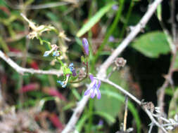 Image of Lobelia urens L.