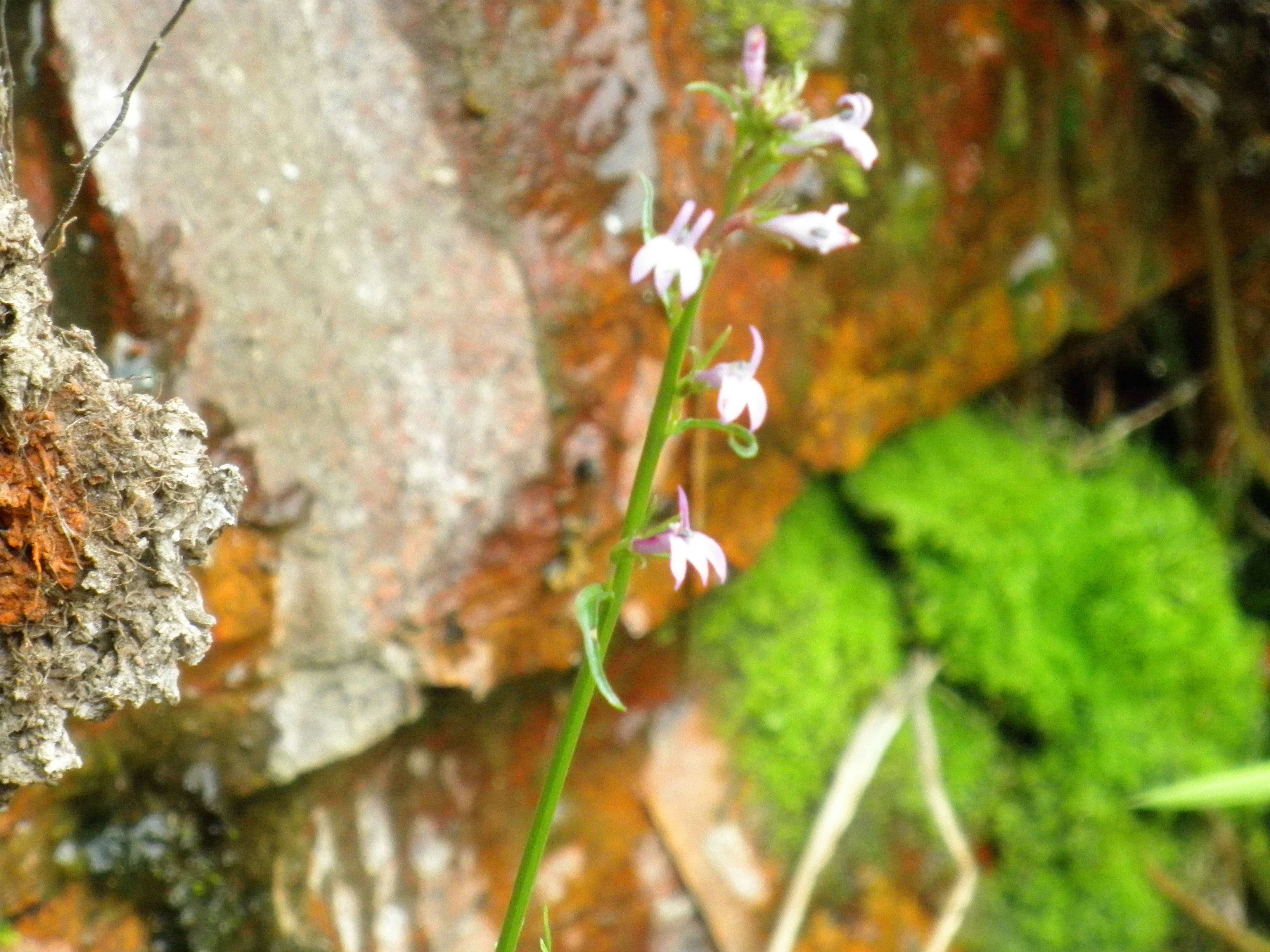 Image of Lobelia urens L.