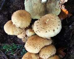 Pholiota squarrosa (Vahl) P. Kumm. 1871 resmi