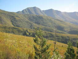 Image of Mountain cedar