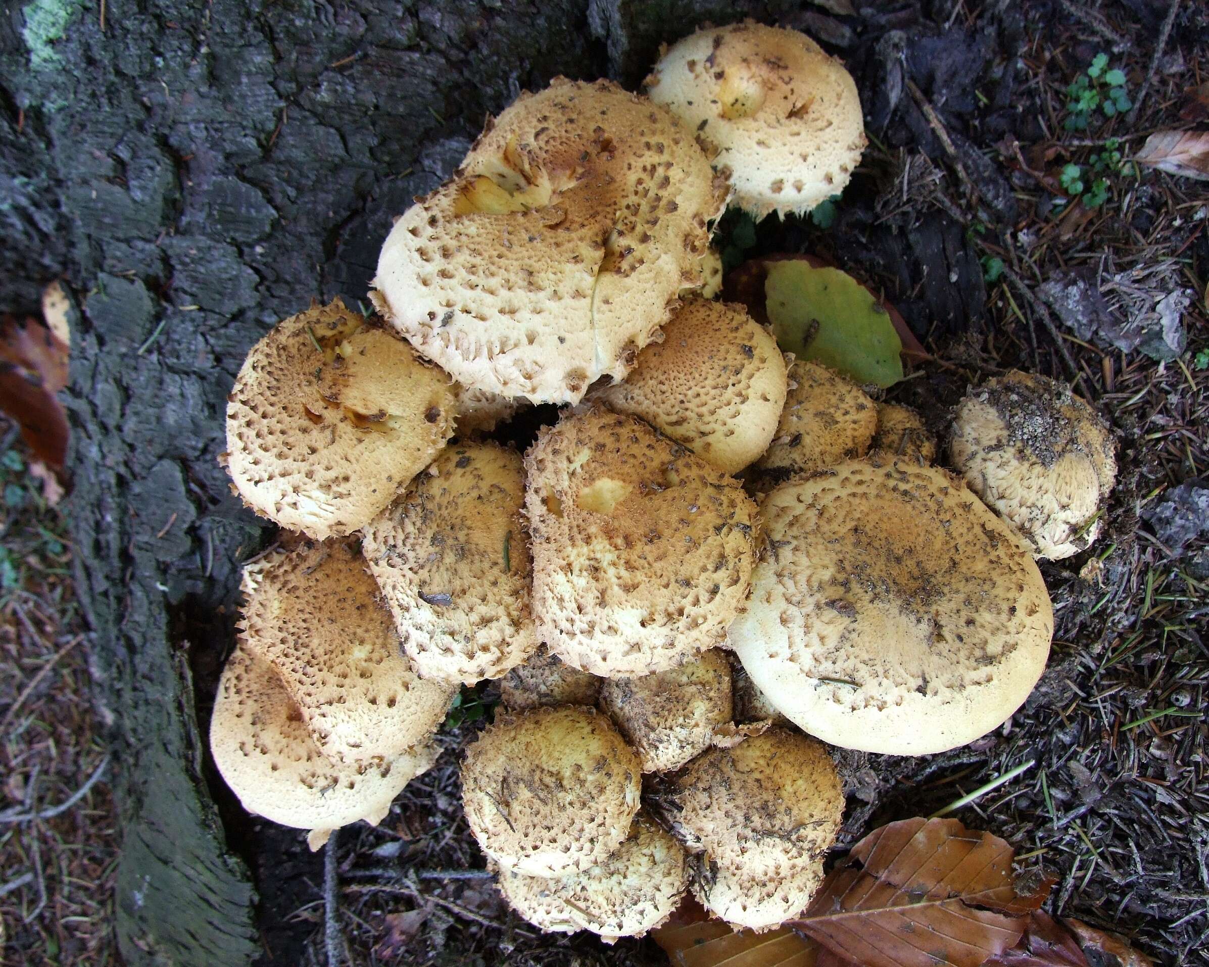 Pholiota squarrosa (Vahl) P. Kumm. 1871 resmi