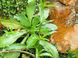 Image of Lobelia urens L.