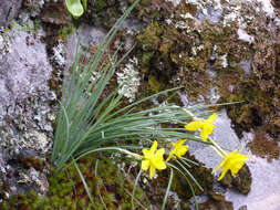 Image of Narcissus rupicola Dufour