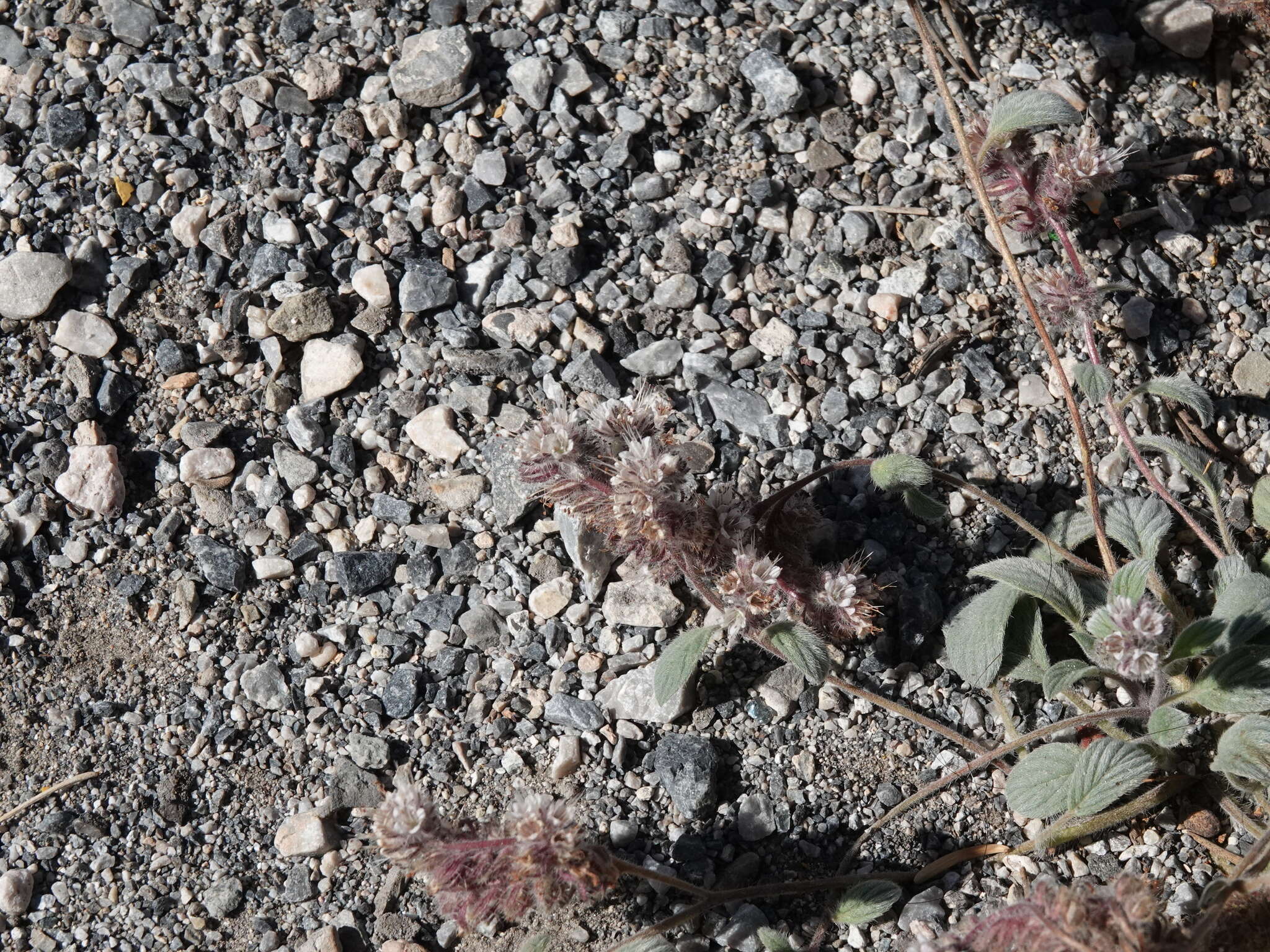 Image of Charleston phacelia