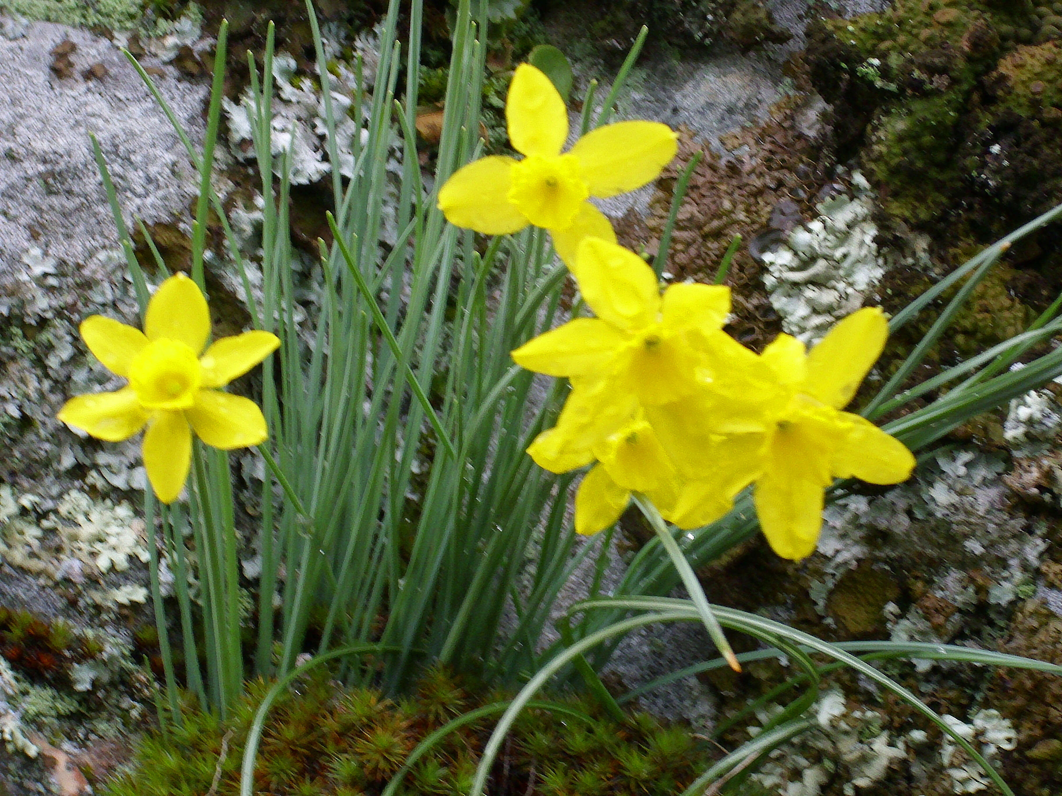 Image of Narcissus rupicola Dufour