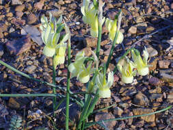 Image of Narcissus cernuus