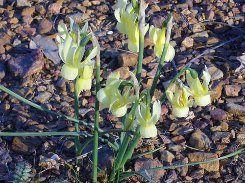 Image of Narcissus cernuus