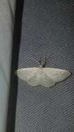 Imagem de Idaea subsericeata Haworth 1809