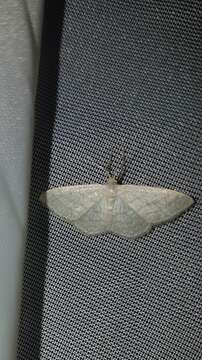 صورة Idaea subsericeata Haworth 1809