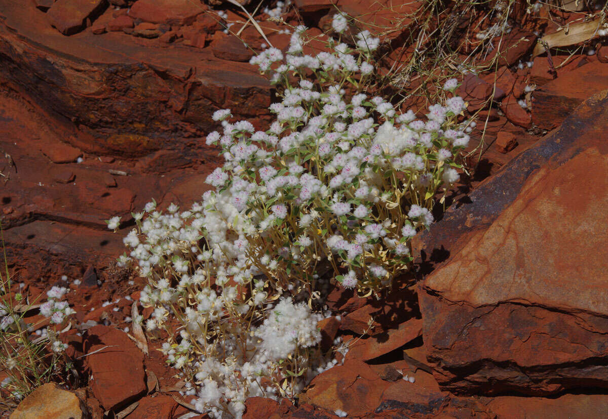 Image of Gomphrena cunninghamii (Moq.) Druce