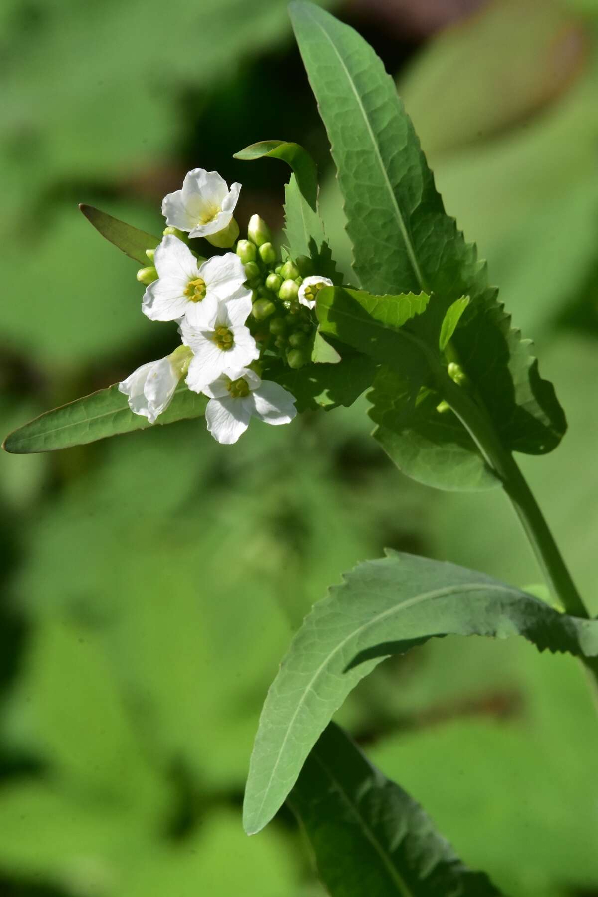 Image of Siberian horseradish