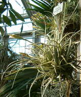 Image of Tillandsia lorentziana Griseb.