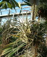 Image of Tillandsia lorentziana Griseb.