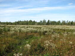 Image of pine barren thoroughwort