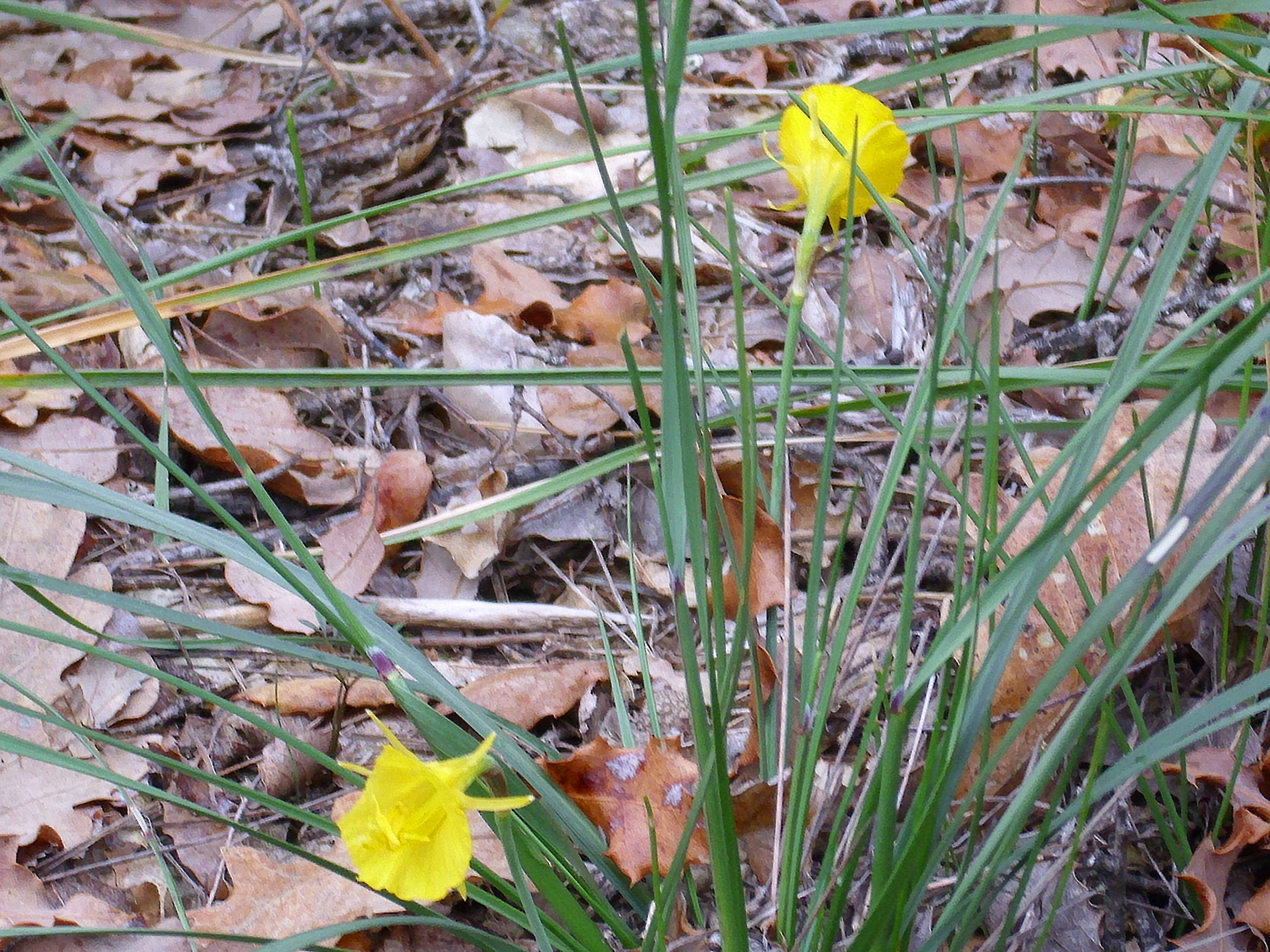 Image of petticoat daffodil