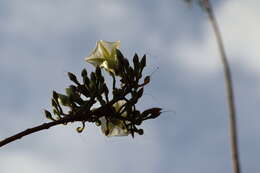 Plancia ëd Ipomoea pauciflora subsp. pauciflora