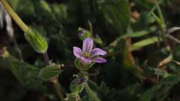 Слика од Erodium brachycarpum (Godr.) Thellung