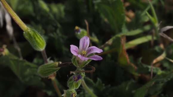 Слика од Erodium brachycarpum (Godr.) Thellung