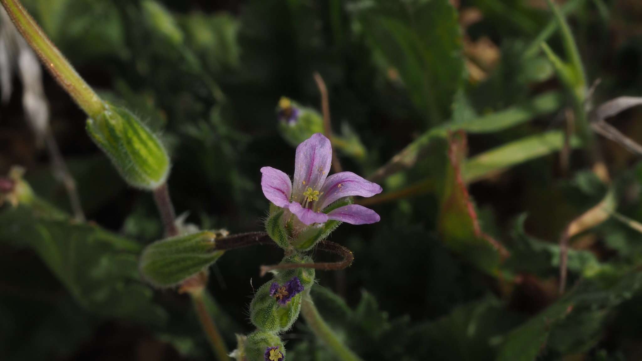 Слика од Erodium brachycarpum (Godr.) Thellung