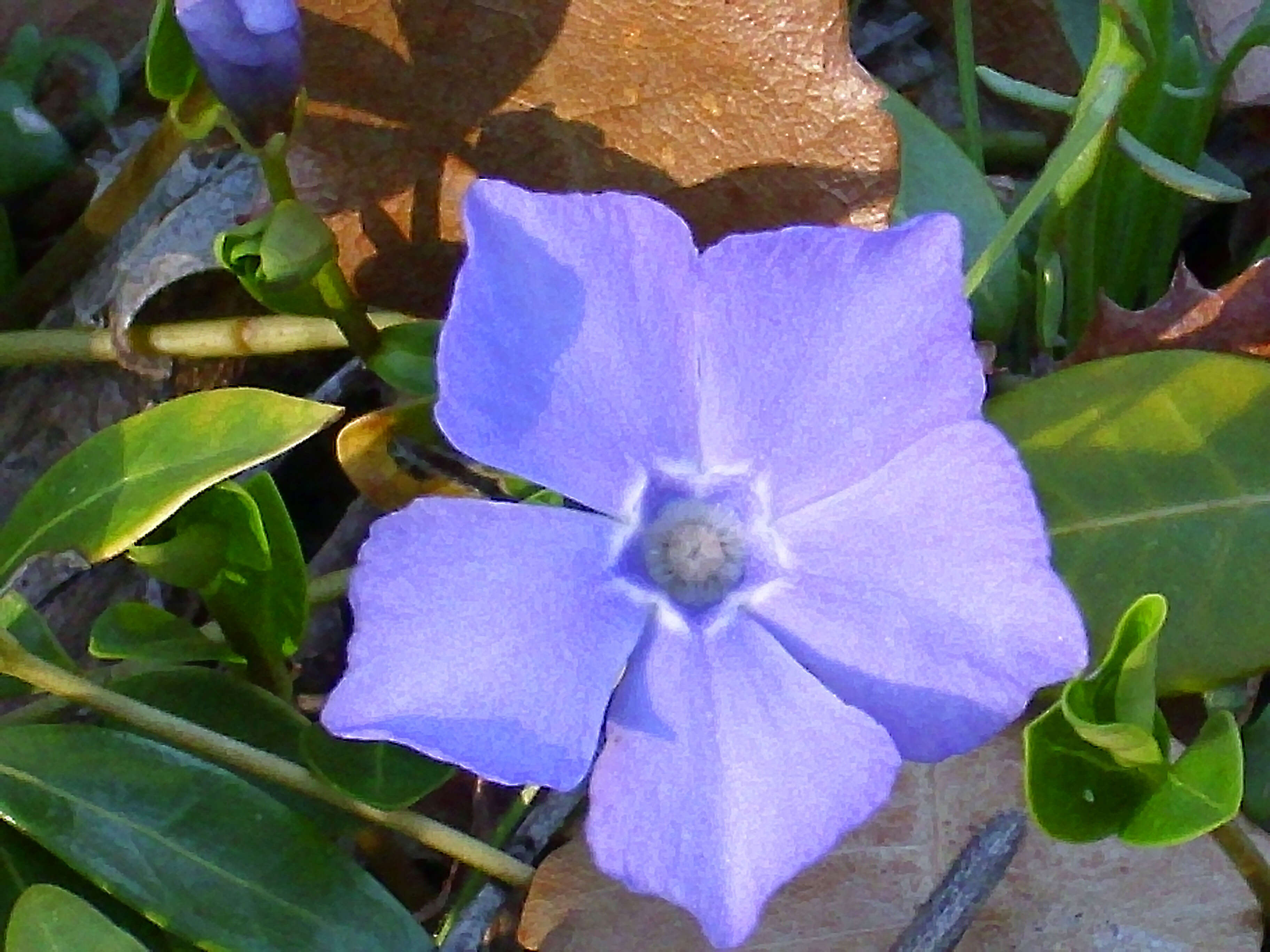 Image of Intermediate Periwinkle