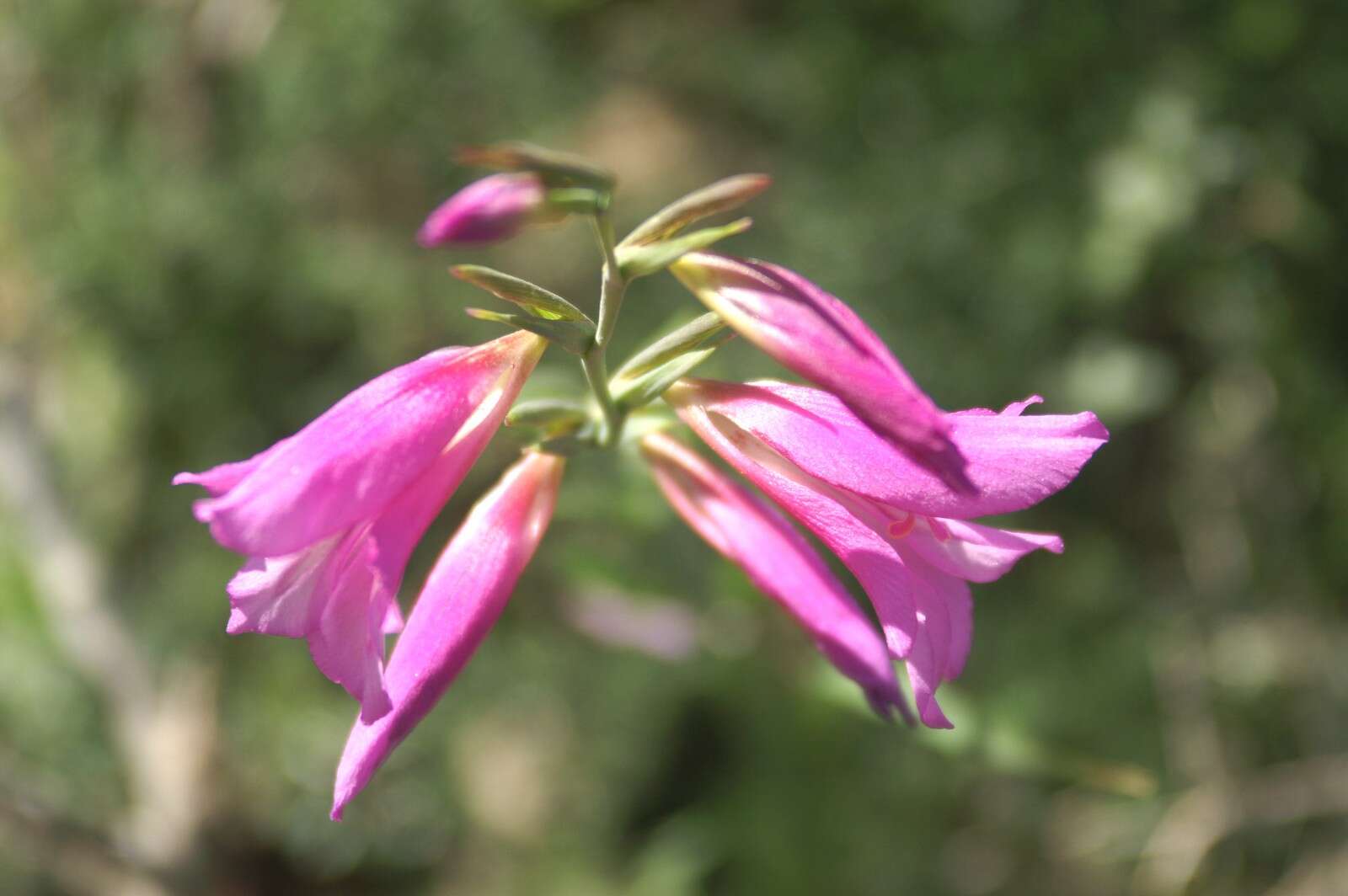 Image of Common Sword Lily