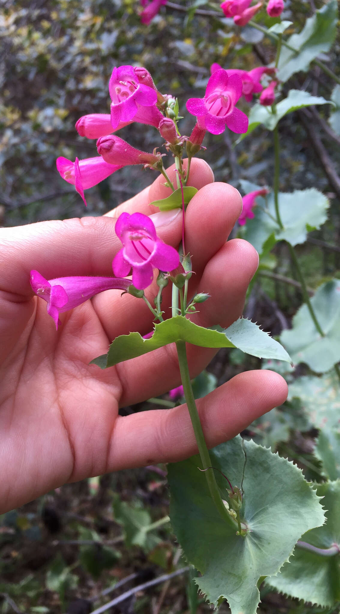 Image of desert penstemon