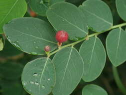 Image of Breynia vitis-idaea (Burm. fil.) C. E. C. Fisch.