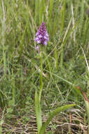 صورة Anacamptis pyramidalis (L.) Rich.