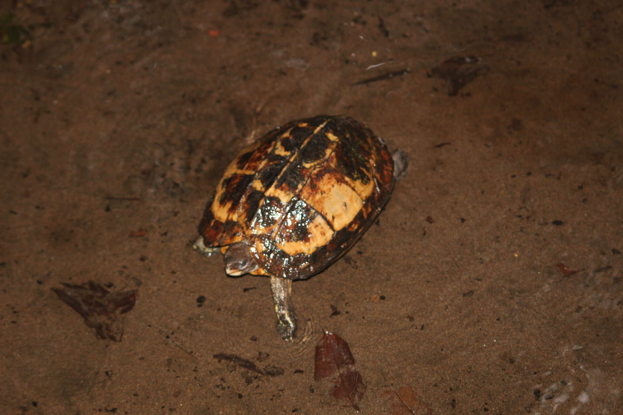 Image of Brown Land Turtle