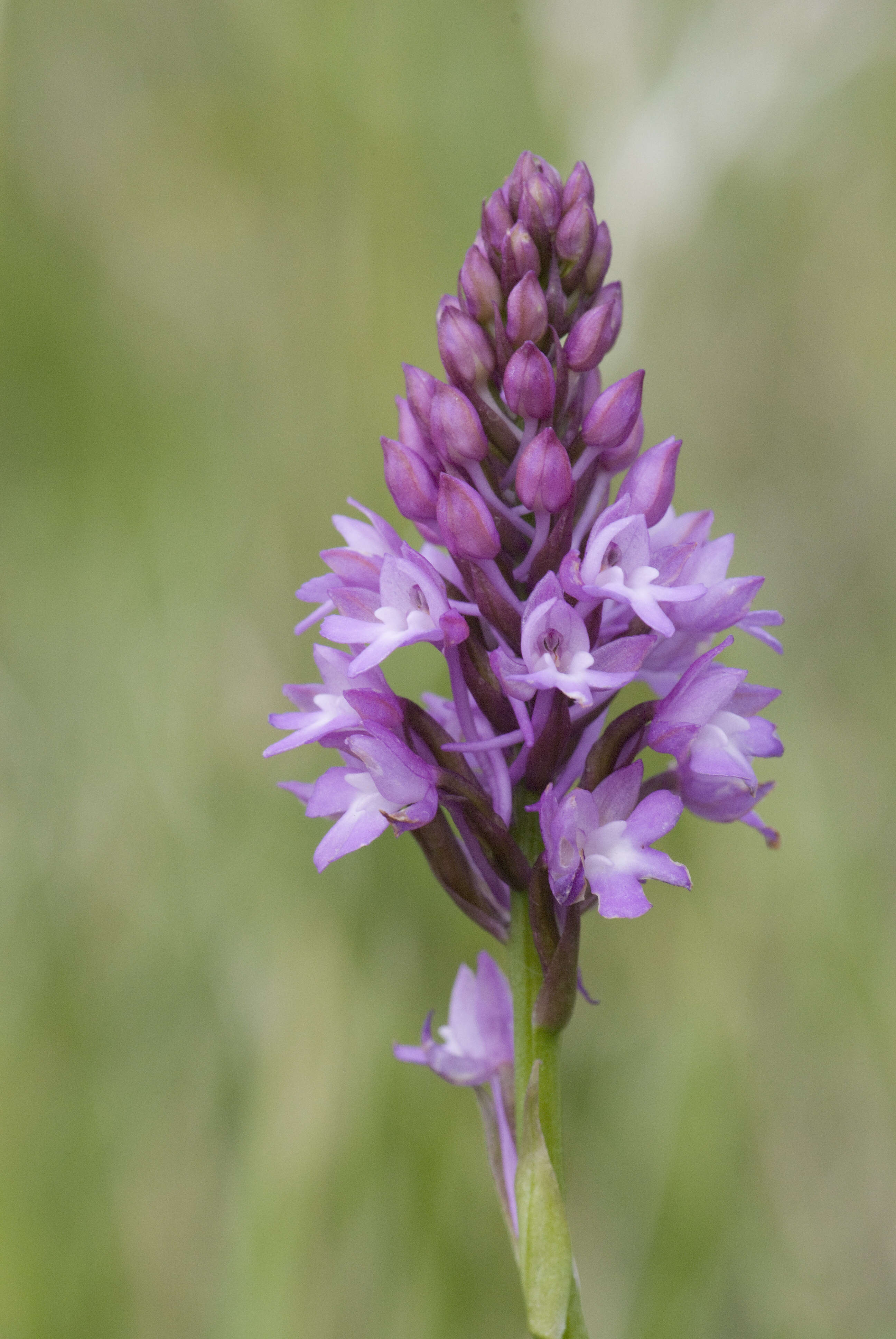 Image of Pyramidal orchid