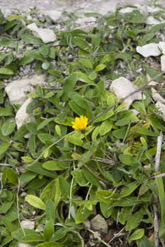 Image of Mouse-ear-hawkweed