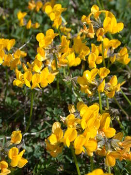 Image of Horseshoe-vetch