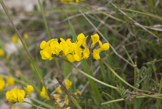 Image of Horseshoe-vetch