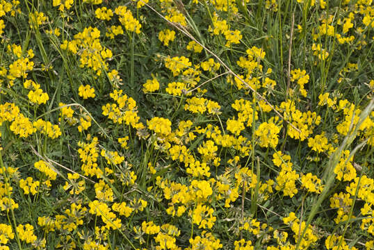 Imagem de Hippocrepis comosa L.