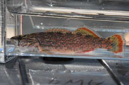 Image of Redspot Darter