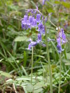 Image of Common Bluebell