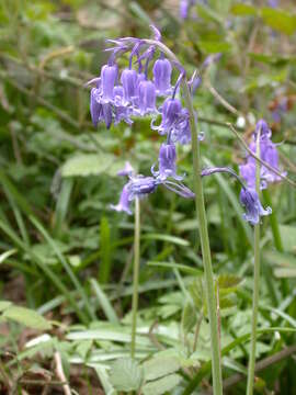 Image de jacinthe des bois