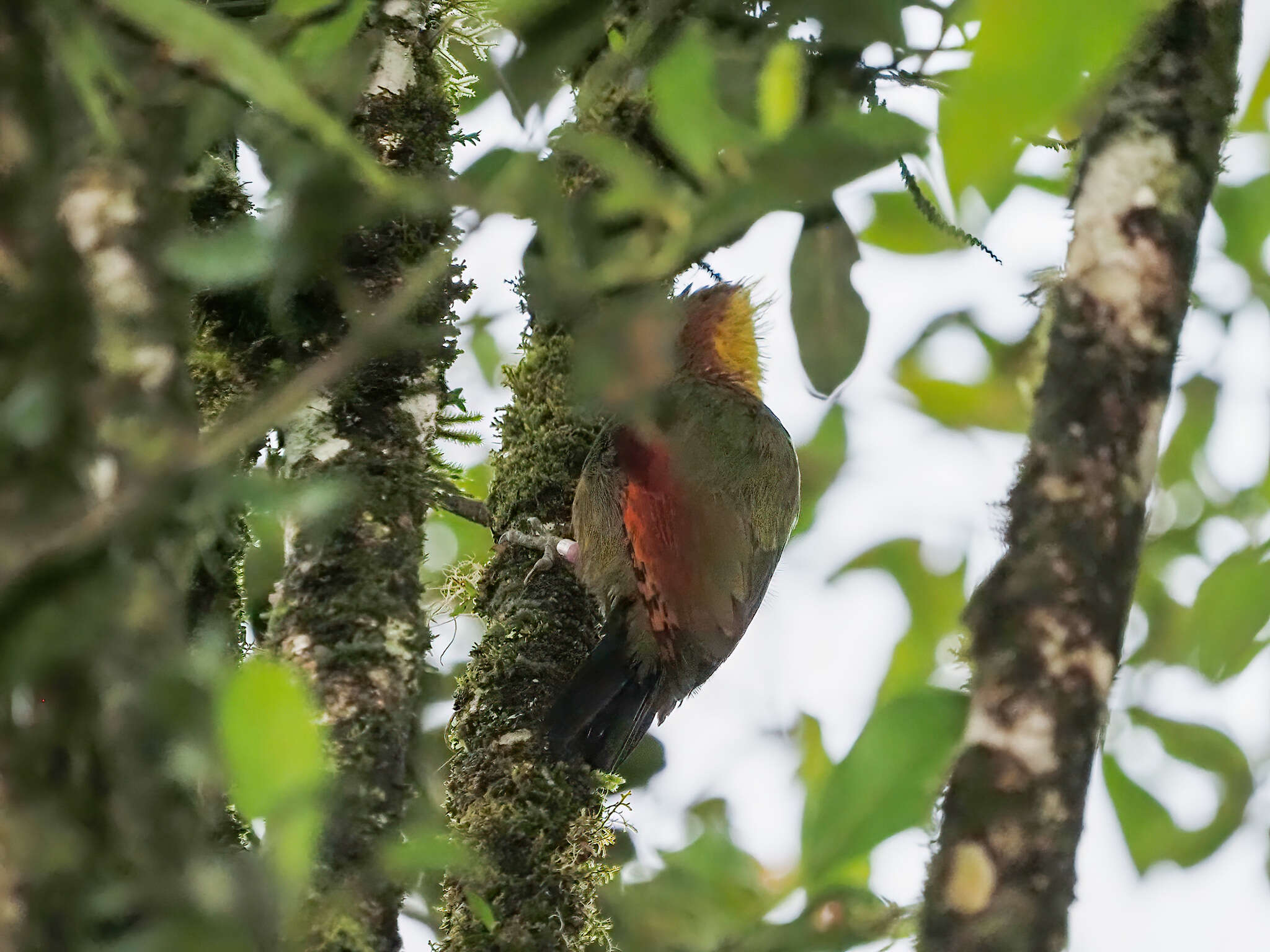 Image of Checker-throated Woodpecker